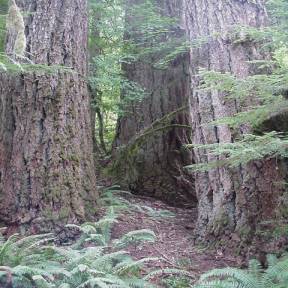 3 old growth trees