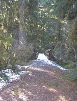 photo of log bridge over stream at Delta Old Growth Grove trail