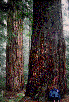 photo of Old Growth looking at trunk from forest floor