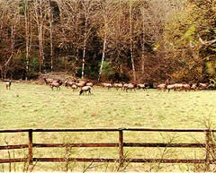 photo looking into field with herd of elk at edge of woods 