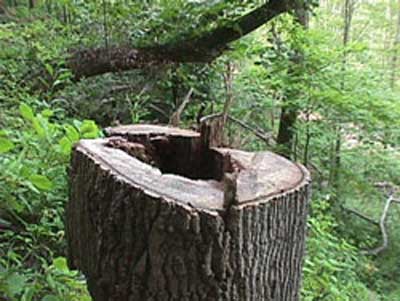 photo of felled tree stump showing mating section indicating that a 
directional felling notch was not executed
