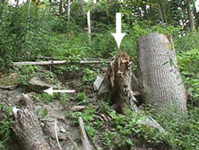 scene of incident with arrows pointing to victim and tree which was 
snapped