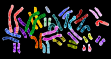 an image of brightly colored chromosomal pairs.