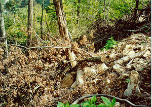 spoil pile on road edge 75 feet above incident site