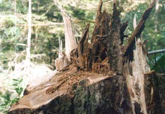 view of holding wood and Humbold (face) cut