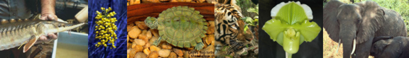 collection of images of CITES listed species