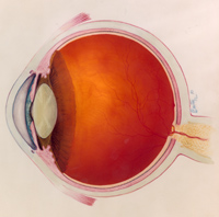 Cross section of eye