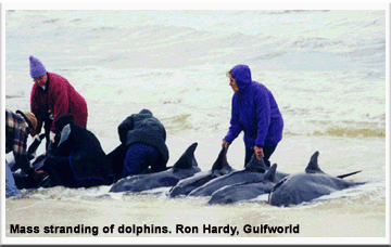 Mass strandings of dolphins. Ron Hardy, Gulfworld.
