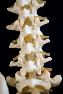 a photo of a model of a spine