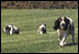 President George H. W. Bush (1989-93) walks onto the White House lawn with his Springer Spaniel, Millie, and Millie's new puppies. One of the puppies is Spot, President George W. Bush's dog, that lives at the White House today.