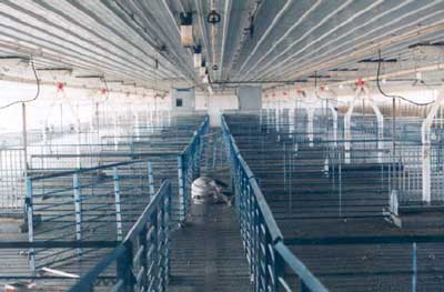 Photo 1– Dead hog in the aisle of the confinement building. The farmer’s cap is in the lower left corner, which is where he was found.