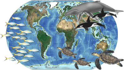 representative image of world marine ecosystems
