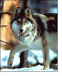 The Mexican Gray Wolf. Photo courtesy of the USFWS.