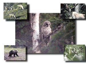 Photo image of various wildlife on the Colville NF.