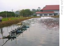 Aquaculture producers use paddlewheel aerators to improve water quality at this shrimp farm in Thailand