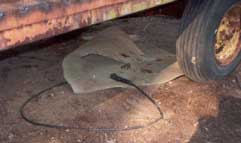 Figure 7. Flexible mat under feed bunker wagon