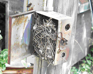 Picture #2: Pull box between house and corn bins with nesting materials.