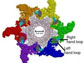 Illustration of three dimensional structure of the DNA packaging nanomotor of bacterial virus phi29.