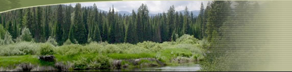 [Photo]: Photo of Yaak River near Spread Creek. Shows creek and meadow in foreground with forest edge in background.