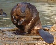 Wet Beaver