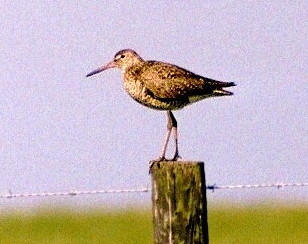 godwit