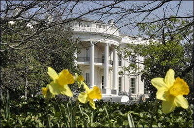 Daffodils glow in the sun as the White House South Lawn blooms with color in the first warm days of the 2006 spring season.