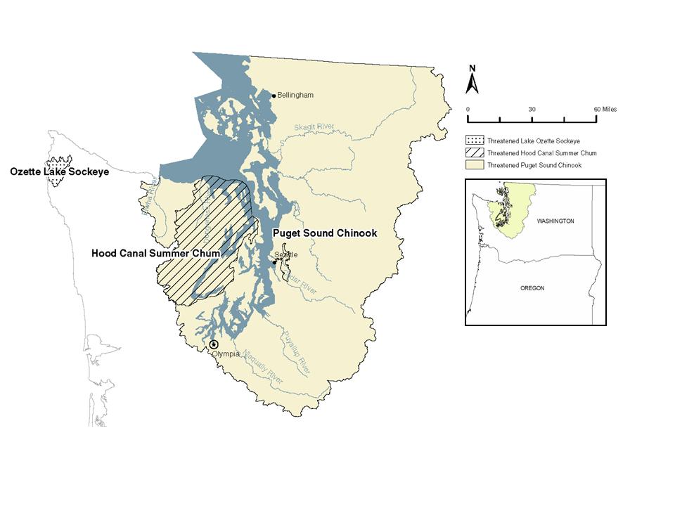 Puget Sound salmon recovery domain