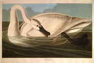 image of Trumpeter Swan