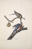 image of Passenger Pigeon