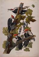 image of Pileated Woodpecker