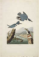 image of Belted Kingsfisher