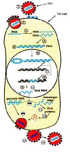 HIV Life Cycle