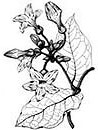 Schubertia grandiflora