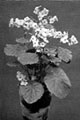 Begonia Gloire de Sceaux