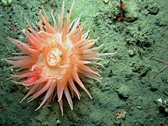 sea anemone