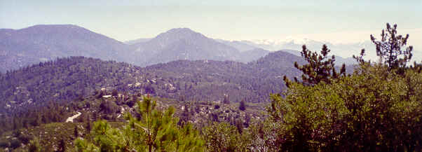 [Photograph]:  The forest view from Vetter Lookout.