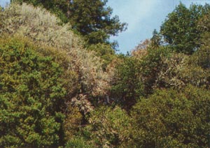 [Photograph]: Pictutre of Oak Tree mortality caused by Phytophthora ramorum.