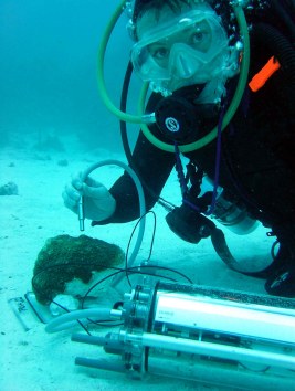 Image of diver