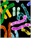 an image of brightly colored chromosomal pairs.