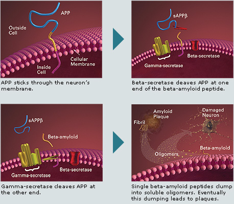 Four illustrations: APP sticks through the neuron's membrane.; Beta-secretase cleaves APP at one end of the beta-amyloid peptide.; Gamma-secretase cleaves APP at the other end.; Single beta-amyloid peptides clump into soluble oligomers. Eventually this clumping leads to plaques.
