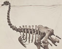 Roger Fenton (1819 - 1869)
Elephantine Moa (Dinornis elephantopus), an Extinct Wingless Bird
in the Gallery of Fossils, British Museum
1854-1858, salted paper print
38.1 x 30.3 cm (15 x 11 15/16 in.)
The J. Paul Getty Museum, Los Angeles