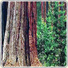 Photograph of the base of a giant sequoia tree with a seedling next to it.