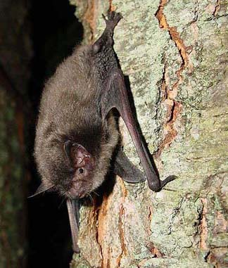 Indiana bat on a tree trunk.