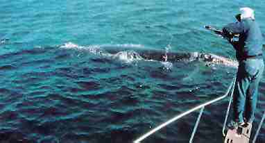 Scientist uses a crossbow to place an identification tag on a grey whale.  This procedure does not harm the whale.