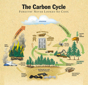 Click to open a large PDF of this Carbon Cycle poster.