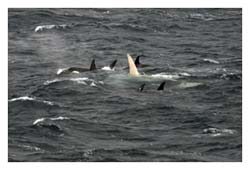 Pod of killer whales