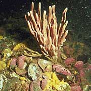 Sea sponges like this are dependent on a healthy ecosystem.