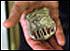 President George W. Bush holds the badge of a police officer killed in the September attacks. "And I will carry this," said President Bush during his address to Congress Sept. 20. "It is the police shield of a man named George Howard, who died at the World Trade Center trying to save others. It was given to me by his mom, Arlene, as a proud memorial to her son. This is my reminder of lives that ended, and a task that does not end." 