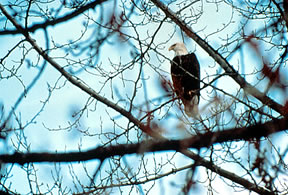 Photo - Adult bald eagle, lower Columbia River (USFWS).