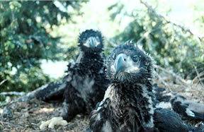 Photo - Nestling bald eagles, Aldrich Point, Columbia River Estuary (USFWS).